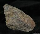 Polished Dinosaur Bone ( ounces) #1147-1